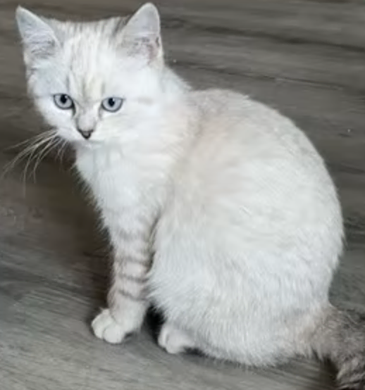 gato blanco 
