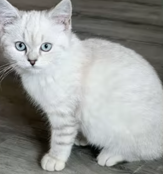 gato blanco 4