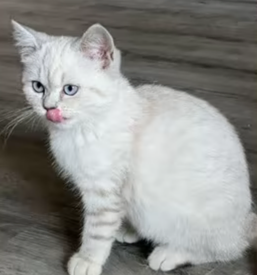 gato blanco 3